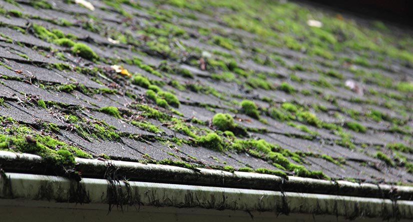 Removing Moss from Roof