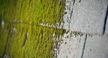 Top Ways To Removing Moss From Your Roof